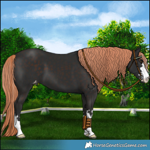 Horse Color:Liver Chestnut Appaloosa 