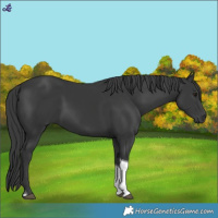 Horse Color:Black Tobiano 