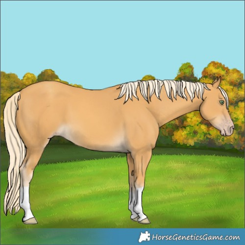 Horse Color:Gold Cream Champagne 