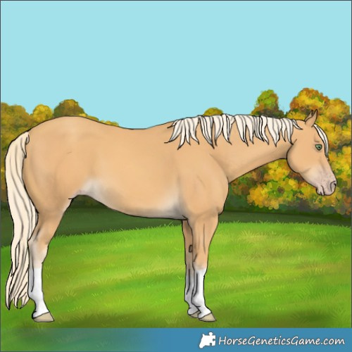 Horse Color:Gold Cream Champagne 