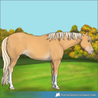 Horse Color:Gold Cream Champagne