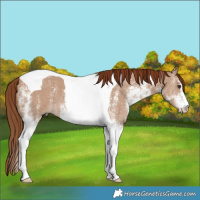 Horse Color:White Spotted Red Dun Tobiano 