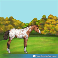 Horse Color:Bay Appaloosa