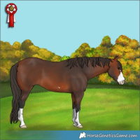 Horse Color:Bay 