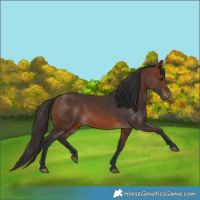Horse Color:Brown 