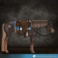 Horse Color:Liver Chestnut Rabicano