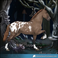 Horse Color:Liver Red Dun Tobiano Appaloosa 