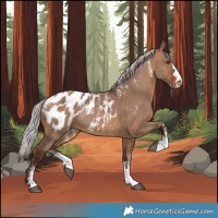 Horse Color:Powder White Silver Brown Dun Appaloosa Rabicano 