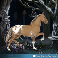 Horse Color:Chocolate Palomino Dun Tobiano Appaloosa 