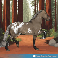 Horse Color:Gray White Spotted Silver Brown Dun Appaloosa Rabicano