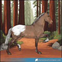 Horse Color:Powder White Silver Brown Dun Appaloosa Rabicano 