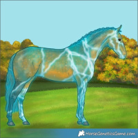 Horse Color:Thunderstruck Watercolor Bay Appaloosa