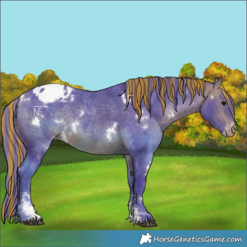 Horse Color:Painted Watercolor White Spotted Bay Sabino Blanket Rabicano