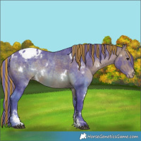 Horse Color:Painted Watercolor White Spotted Bay Sabino Appaloosa Rabicano