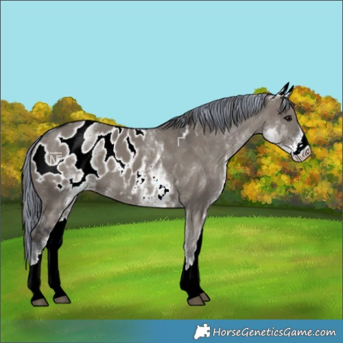 Horse Color:Painted White Spotted Grullo Blanket Rabicano 