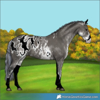 Horse Color:Painted White Spotted Grullo Appaloosa Rabicano 