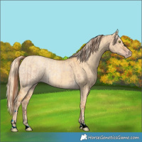 Horse Color:Void Gold Champagne Ice Dun and Gold Cream Champagne Ice Dun