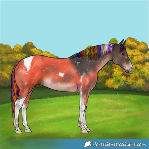 Horse Color:Painted White Spotted Liver Chestnut Tobiano 