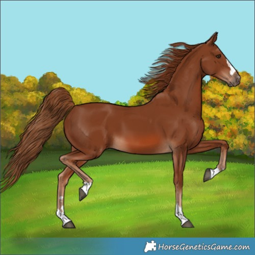 Horse Color:Chestnut 