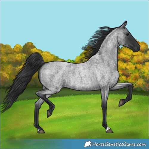 Horse Color:Blue Roan 