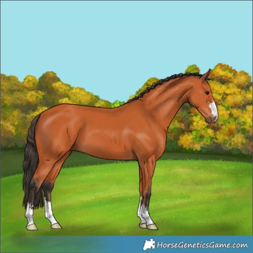 Horse Color:Bay 