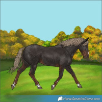 Horse Color:Liver Chestnut 