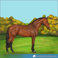 Horse Color:Bay 
