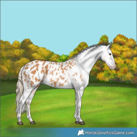Horse Color:Chestnut Blanket