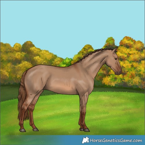 Horse Color:Red Dun 