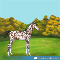 Horse Color:Bay Appaloosa 