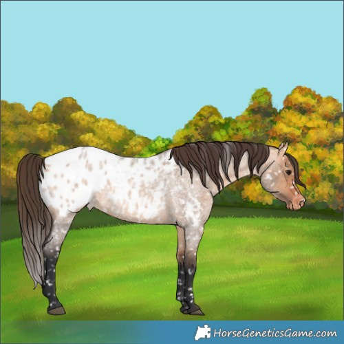 Horse Color:Bay Roan Dun Appaloosa 
