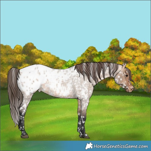 Horse Color:Bay Roan Dun Appaloosa