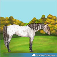 Horse Color:Bay Roan Dun Blanket 