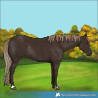 Horse Color:Liver Chestnut Rabicano 