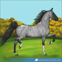Horse Color:Blue Roan Tobiano 