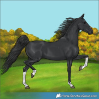 Horse Color:Black Tobiano 