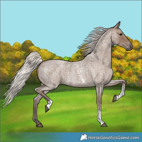 Horse Color:Silver Blue Roan Sabino 