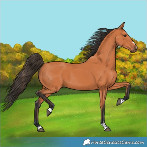 Horse Color:Bay 