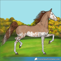 Horse Color:Red Dun Splash  and Red Dun Splash 