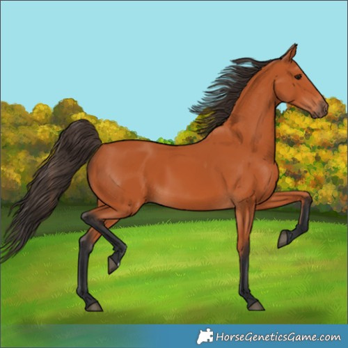 Horse Color:Bay 