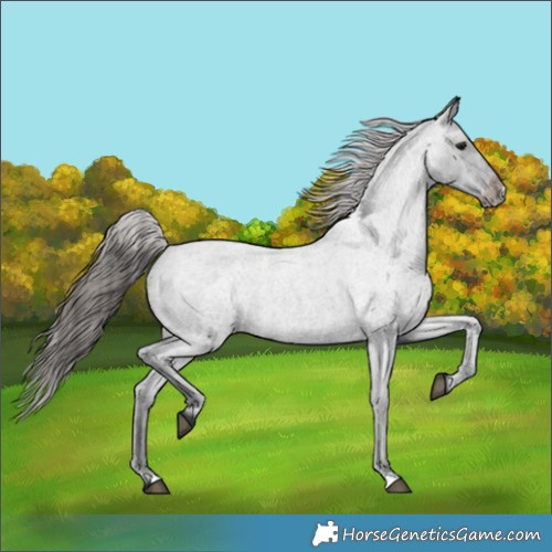 Horse Color:Blue Roan Varnish 