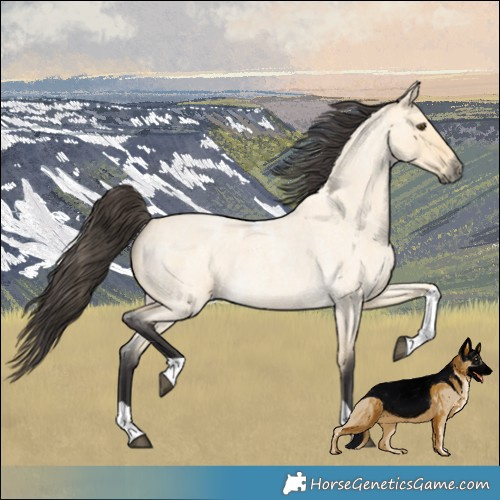 Horse Color:Buckskin Roan Dun Tobiano 
