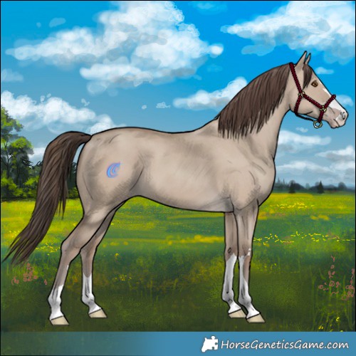 Horse Color:Classic Champagne Dun 