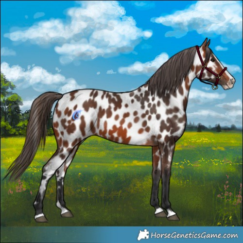 Horse Color:Bay Splash Appaloosa 