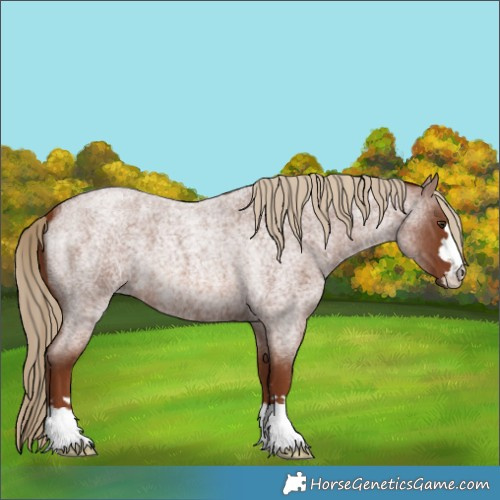 Horse Color:Red Roan 