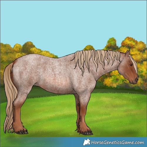 Horse Color:Red Roan 