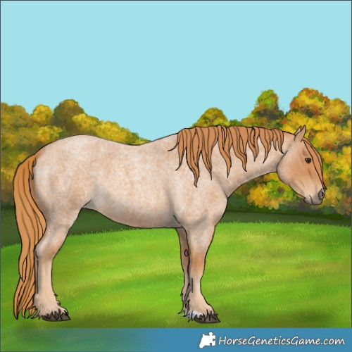 Horse Color:Red Roan 