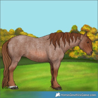 Horse Color:Red Roan