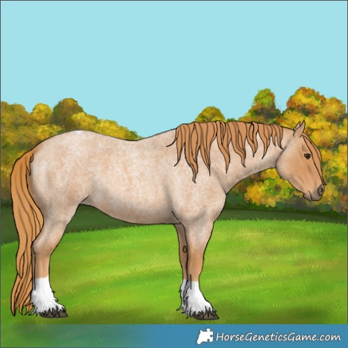 Horse Color:Red Roan Tobiano 