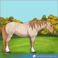 Horse Color:Red Roan Tobiano 